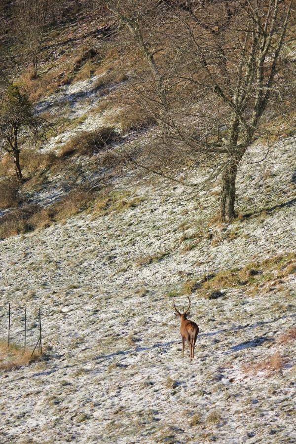 Maison Du Coue Pyrenees Mourtis Gite Pour 2 A 12 Pers Sengouagnet Buitenkant foto