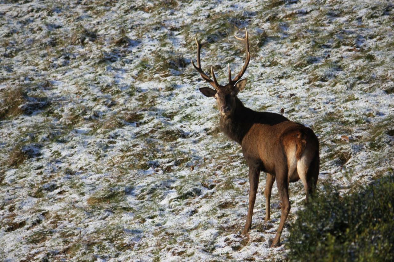 Maison Du Coue Pyrenees Mourtis Gite Pour 2 A 12 Pers Sengouagnet Buitenkant foto